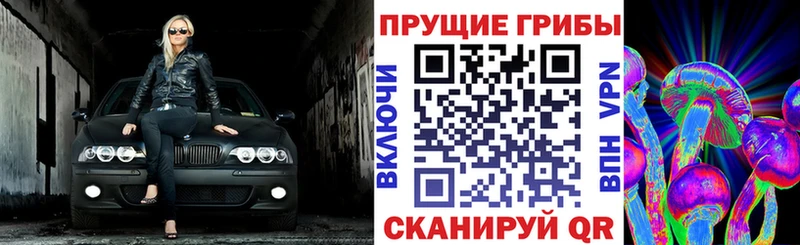 Псилоцибиновые грибы Psilocybe  Ужур 